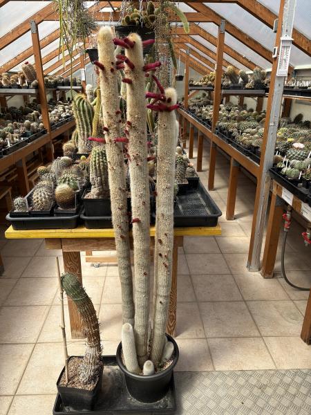 Cleistocactus strausii